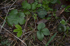 Fragaria × ananassa