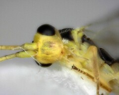 Orthocentrus sannio