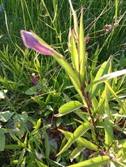 Ruellia simplex
