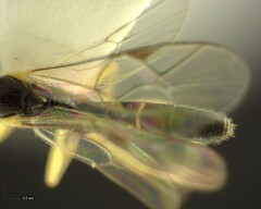Orthocentrus sannio