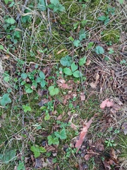 Fragaria × ananassa