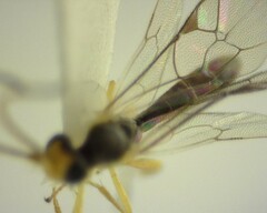 Orthocentrus sannio