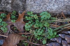 Cardamine hirsuta