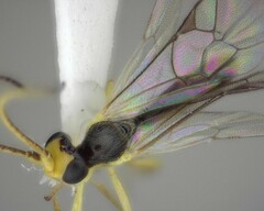 Orthocentrus sannio