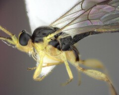 Orthocentrus sannio