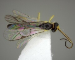 Orthocentrus sannio