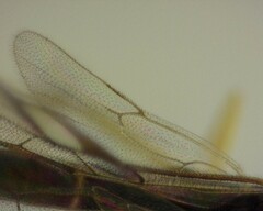 Orthocentrus sannio