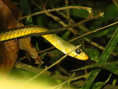 Chironius spixii