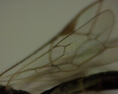 Orthocentrus sannio