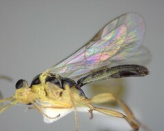 Orthocentrus sannio