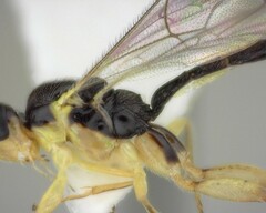 Orthocentrus sannio