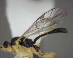 Orthocentrus sannio