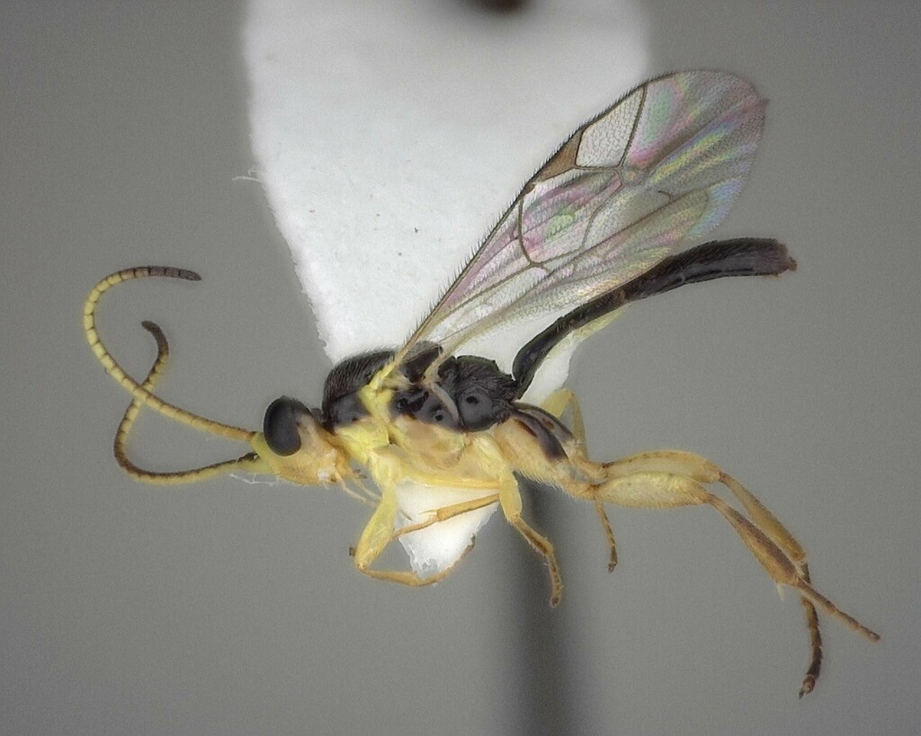 Orthocentrus sannio