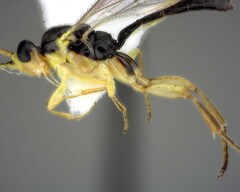 Orthocentrus sannio