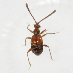 Pselaphinae