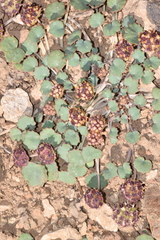 Pozoa