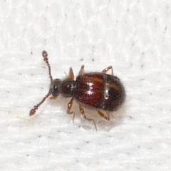 Pselaphinae