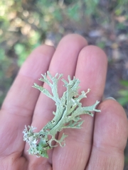 Evernia prunastri