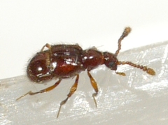 Pselaphinae