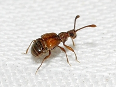 Pselaphinae