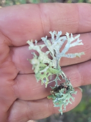 Evernia prunastri