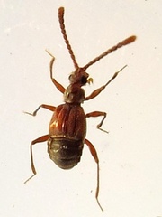 Pselaphinae