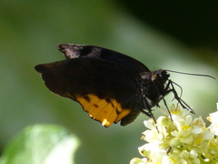 Achlyodes busirus