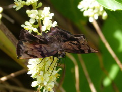 Achlyodes busirus