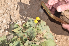 Calceolaria filicaulis
