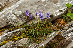 Muscari armeniacum