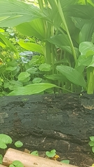 Alectura lathami lathami