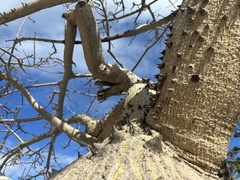 Ceiba speciosa
