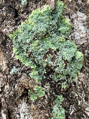 Heterodermia albicans