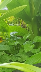 Alectura lathami lathami