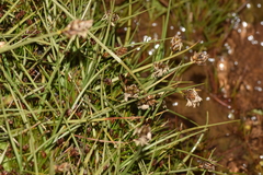 Carex melanocystis
