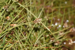 Carex melanocystis