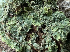 Heterodermia albicans