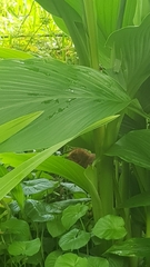 Alectura lathami lathami