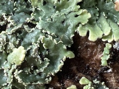 Heterodermia albicans