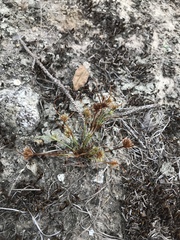 Cyperus granitophilus