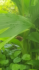 Alectura lathami lathami