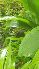 Alectura lathami lathami