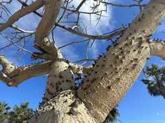 Ceiba speciosa