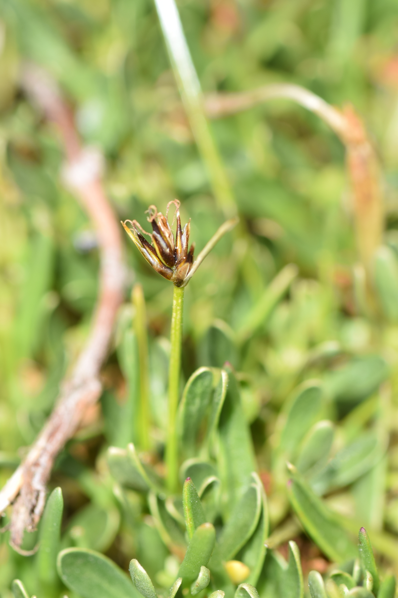 Carex vallis-pulchrae