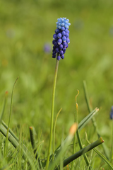 Muscari aucheri