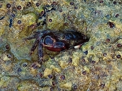 Pachygrapsus