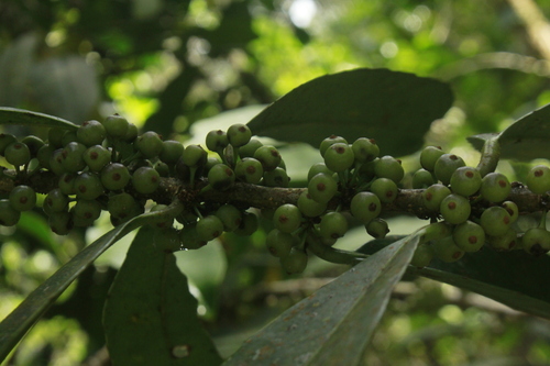 Ilex danielis observed 2023-01-13