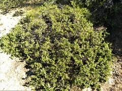 Arctostaphylos pumila