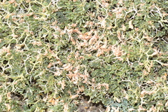 Adesmia confusa