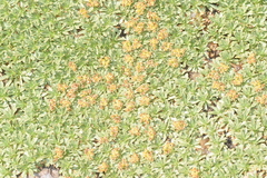 Azorella ruizii